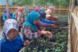 Kebun Bibit Desa milik Kelompk Wanita Tani